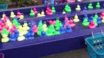 canards